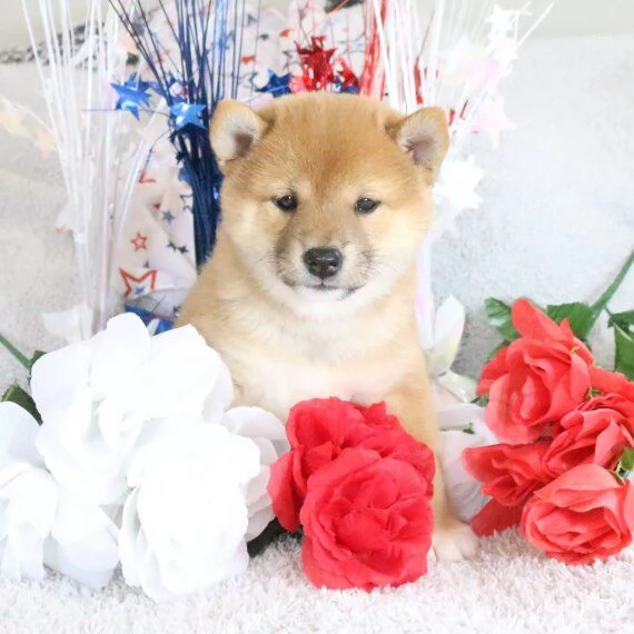 REGALO due cuccioli di Shiba Inu per ladozione disponibili per una buona case i cuccioli sono ben 