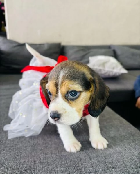 Cuccioli di beagle carini e adorabili pronti per ladozione
