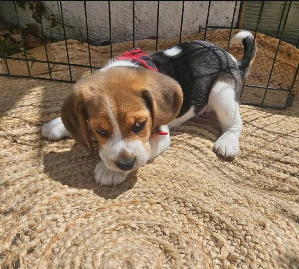 Cuccioli di beagle carini e adorabili pronti per ladozione | Foto 0