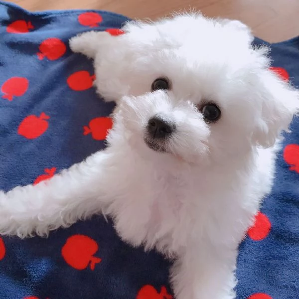 Adorabili cuccioli di bichon frise disponibili per ladozione | Foto 0