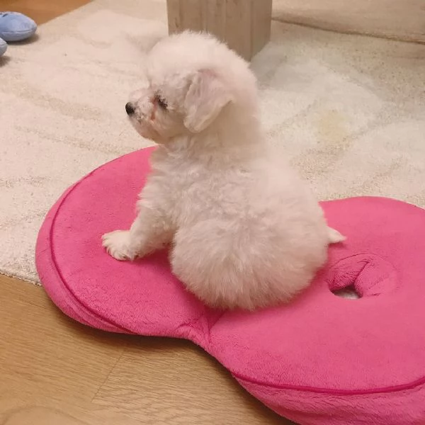Adorabili cuccioli di bichon frise disponibili per ladozione