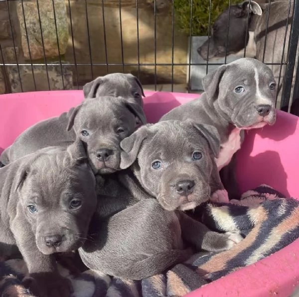  Cuccioli di pitbull dal naso blu disponibili per ladozione | Foto 0