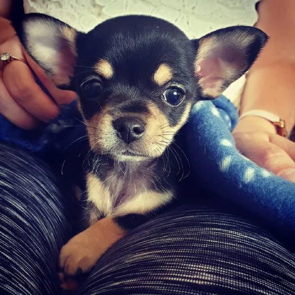 Cuccioli di Chihuahua disponibili per ladozione