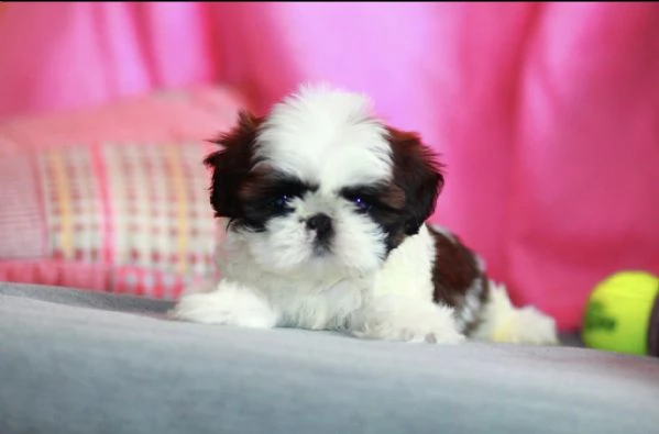 cuccioli di shitzu estremamente belli disponibili per ladozione