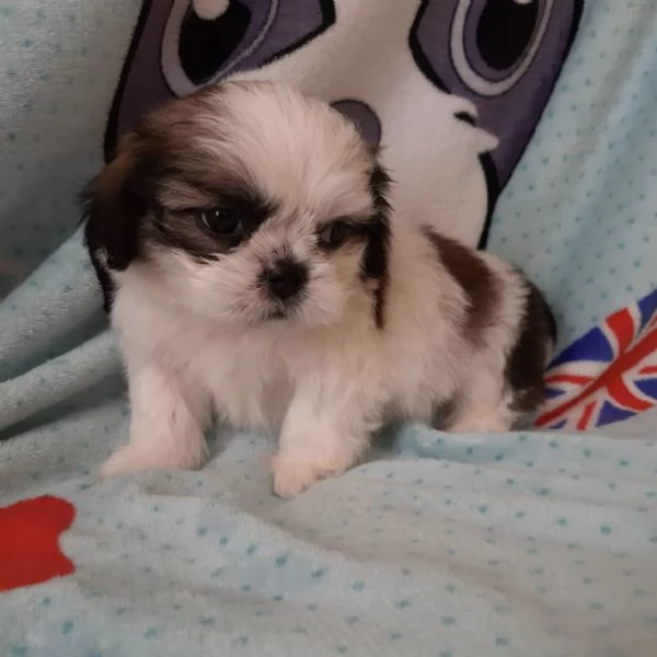 cuccioli di shitzu estremamente belli disponibili per ladozione | Foto 0