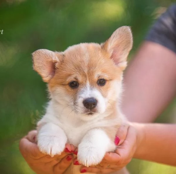 Regalo WELSH CORGI