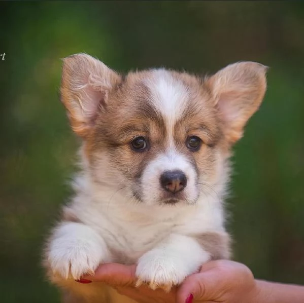 Regalo WELSH CORGI | Foto 0