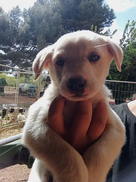 REGALO CUCCIOLO DI BRACCO femmina  | Foto 3