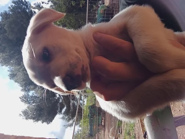 REGALO CUCCIOLO DI BRACCO femmina  | Foto 2