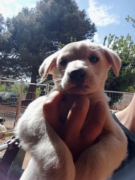 REGALO CUCCIOLO DI BRACCO femmina  | Foto 1