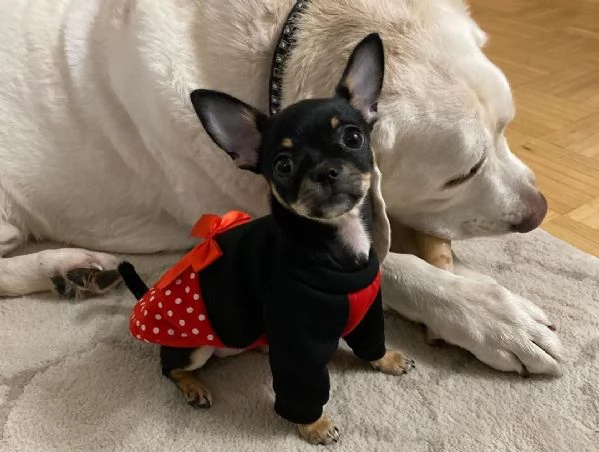 Cuccioli di Chihuahua disponibili per ladozione