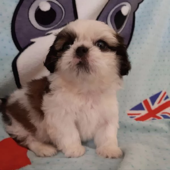 cuccioli di shitzu estremamente belli disponibili per ladozione | Foto 0