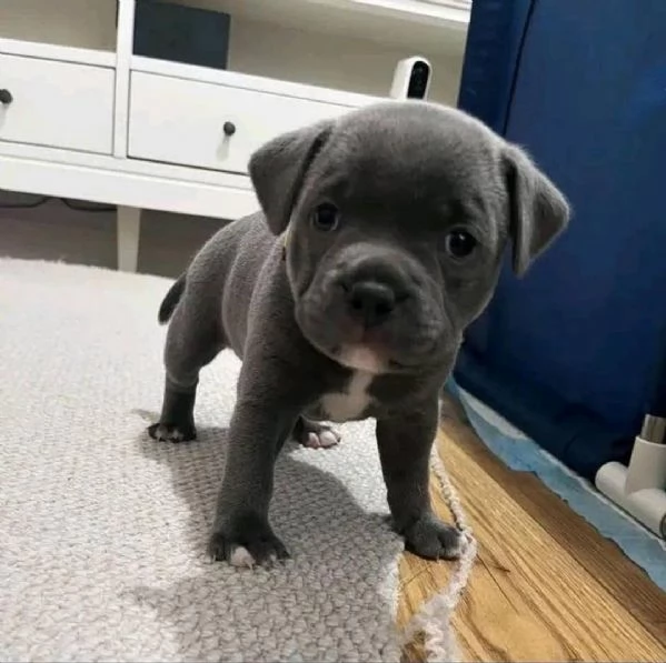 Cuccioli di pitbull dal naso blu disponibili per ladozione
