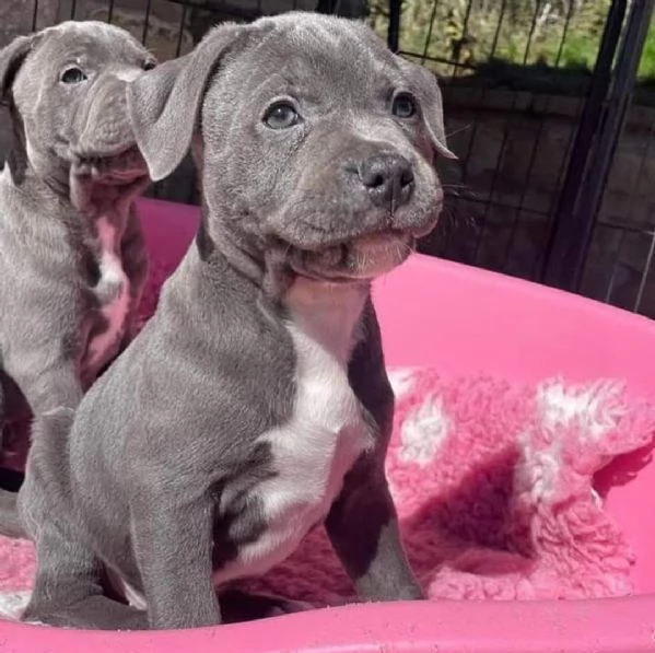 Cuccioli di pitbull dal naso blu disponibili per ladozione | Foto 0