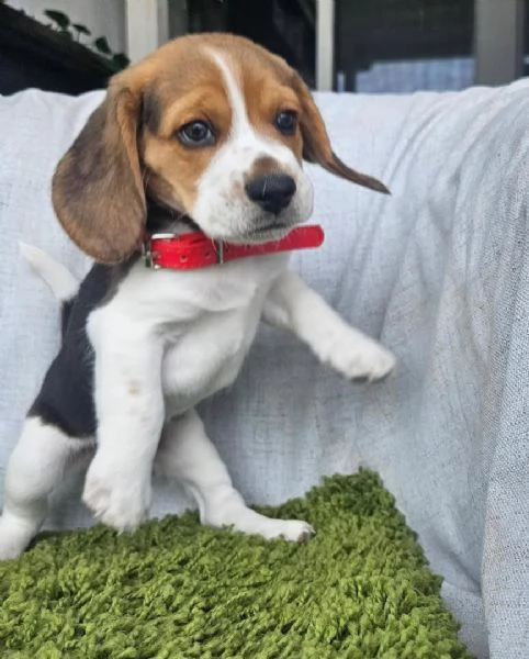Cuccioli di beagle carini e adorabili pronti per ladozione | Foto 0