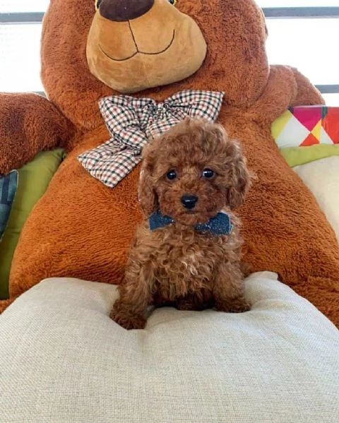 Cuccioli di barboncino toy disponibili per ladozione  possibile la consegna a domicilio