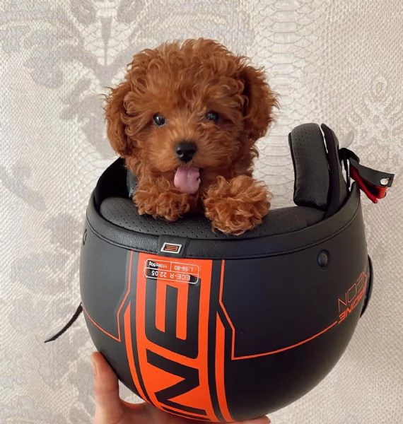 Cuccioli di barboncino toy disponibili per ladozione  possibile la consegna a domicilio | Foto 0