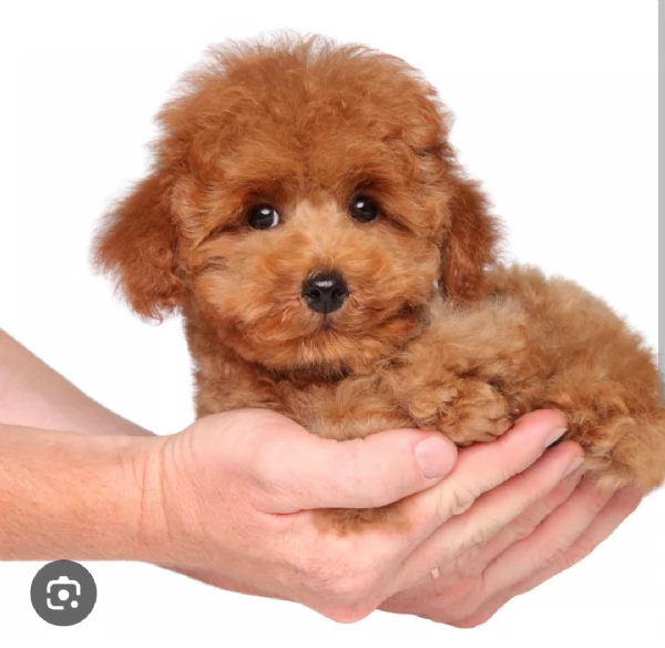 Cercasi cucciolo di barboncino Toy 