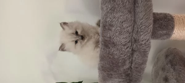 Cuccioli ragdoll