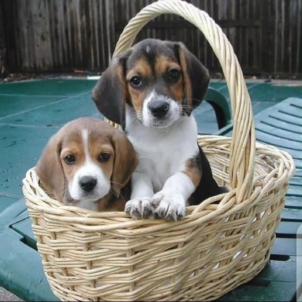 Regalo cuccioli di beagle femminucce e maschietti 