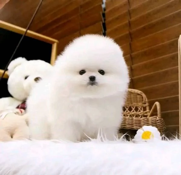 Regalo Cuccioli di pomerania maschio o femmina