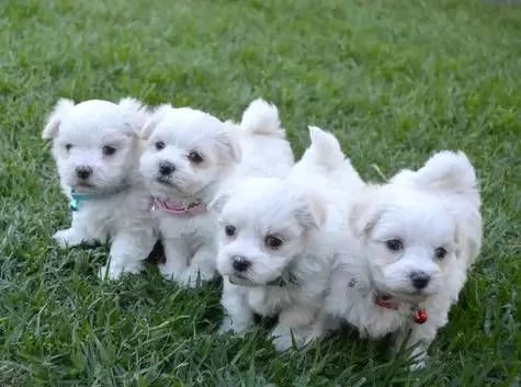 regalo  adorabili cuccioli di maltese toy