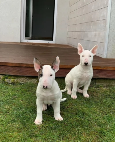 Regalo Bull Terrier cuccioli per ladozione