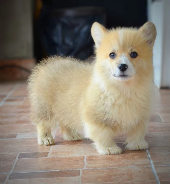 Cuccioli Welsh Corgi Pembroke | Foto 6