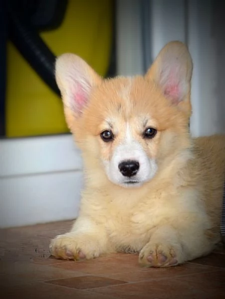 Cuccioli Welsh Corgi Pembroke | Foto 5