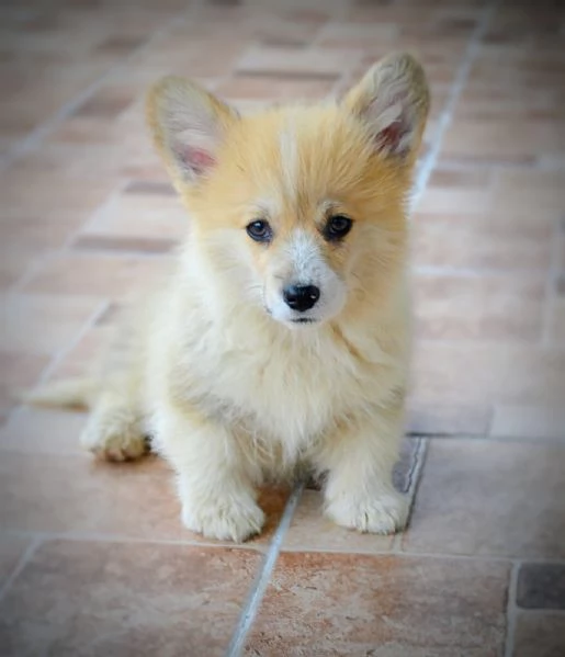Cuccioli Welsh Corgi Pembroke | Foto 4
