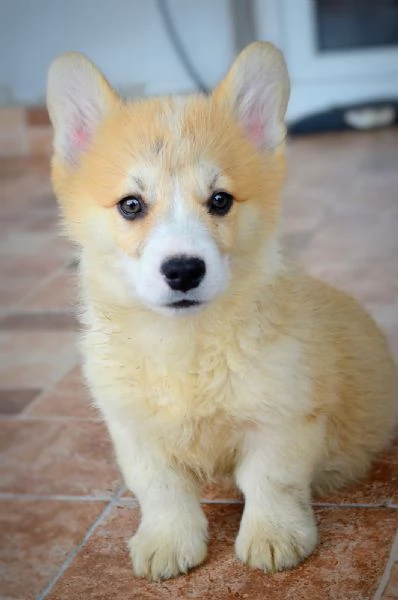 Cuccioli Welsh Corgi Pembroke