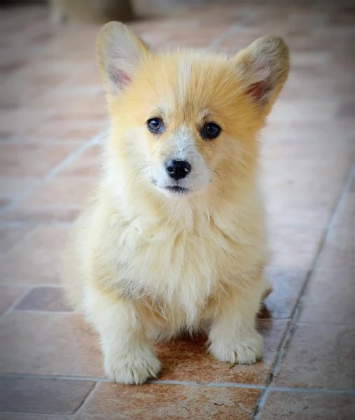 Cuccioli Welsh Corgi Pembroke | Foto 2