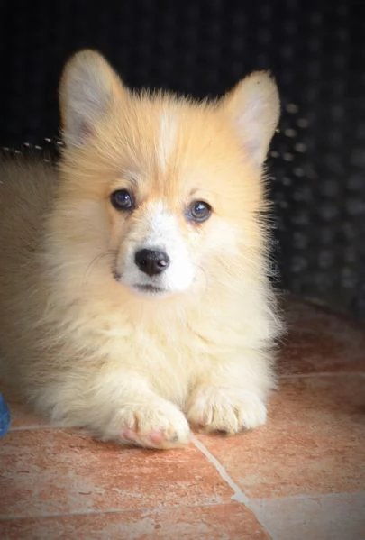 Cuccioli Welsh Corgi Pembroke | Foto 1