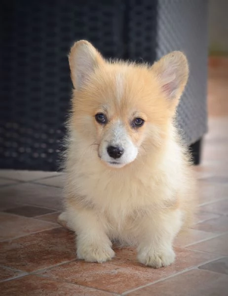Cuccioli Welsh Corgi Pembroke | Foto 0