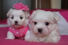 cuccioli di maltese toy | Foto 1