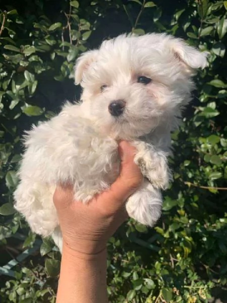 cuccioli di maltese toy | Foto 1