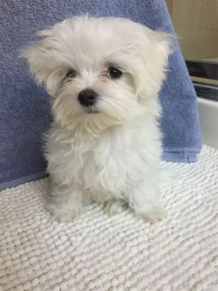 cuccioli di maltese toy | Foto 0