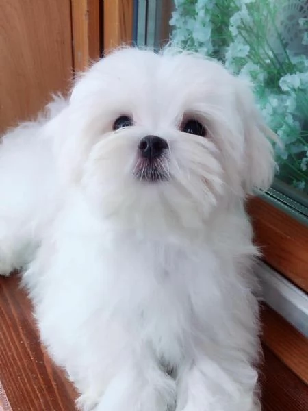 cuccioli di maltese toy
