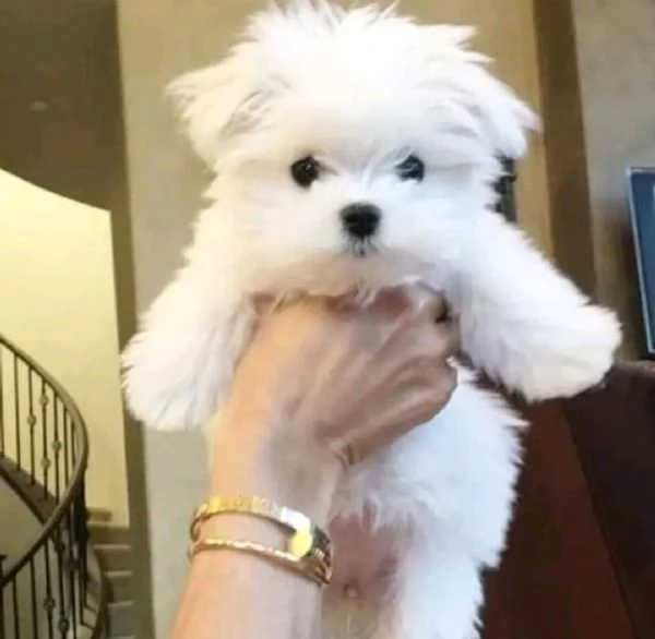 cuccioli di maltese toy | Foto 1