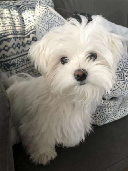 cuccioli di maltese toy | Foto 0