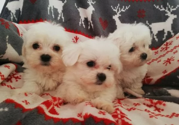 cuccili di maltese toy 