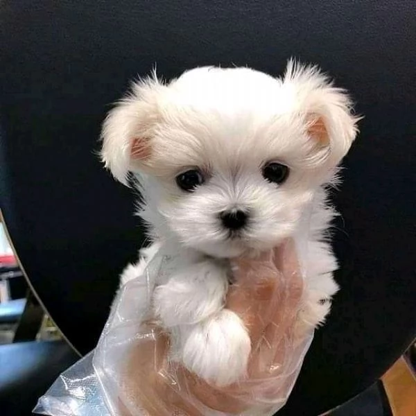 cuccili di maltese toy  | Foto 0