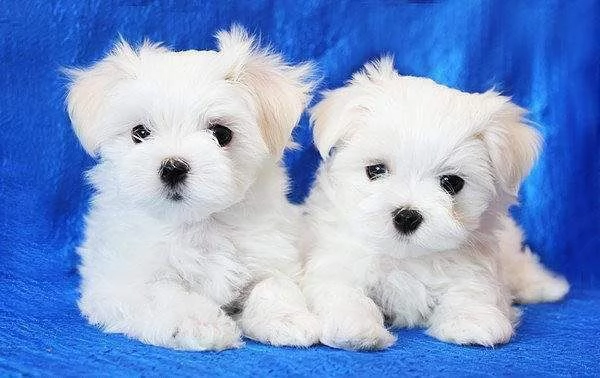 cuccioli di maltese toy 
