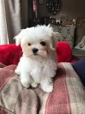 cuccioli di maltese toy  | Foto 0