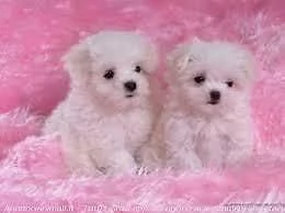 cuccioli di maltese toy 