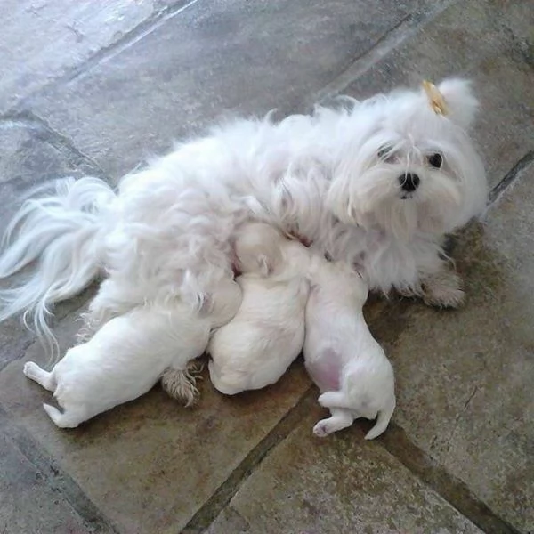 cuccioli di maltese toy