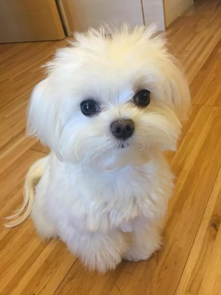 cuccioli di maltese toy | Foto 0