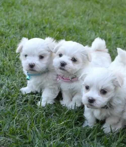 cuccioli di maltese
