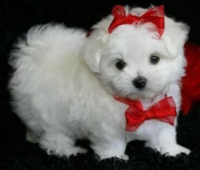 cuccioli di maltese | Foto 0
