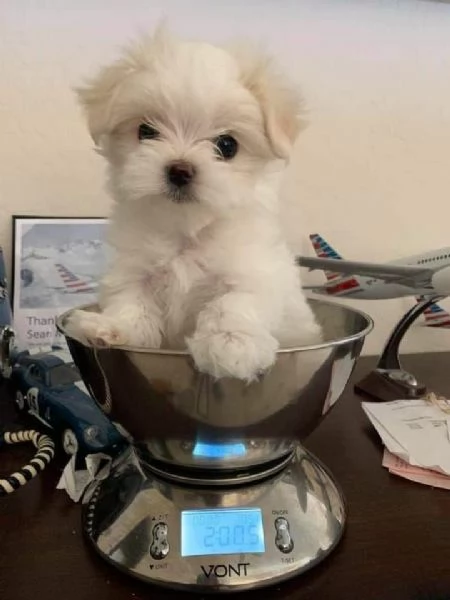 cuccioli di maltese toy  | Foto 1